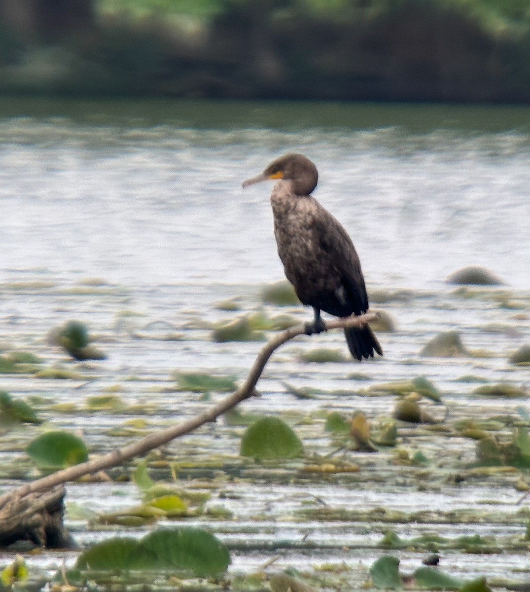 Cormoran à aigrettes - ML619841429