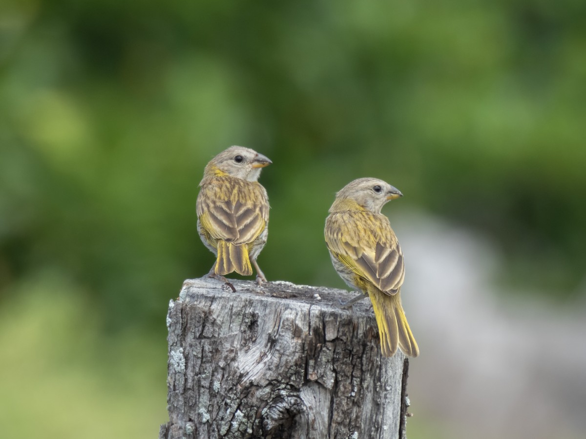 Yellow-fronted Canary - ML619841430