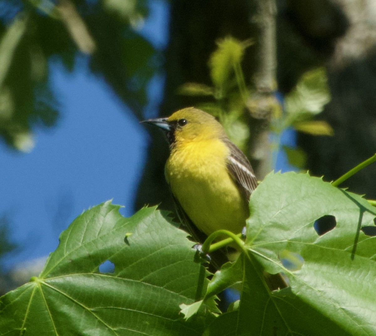 Orchard Oriole - ML619841440