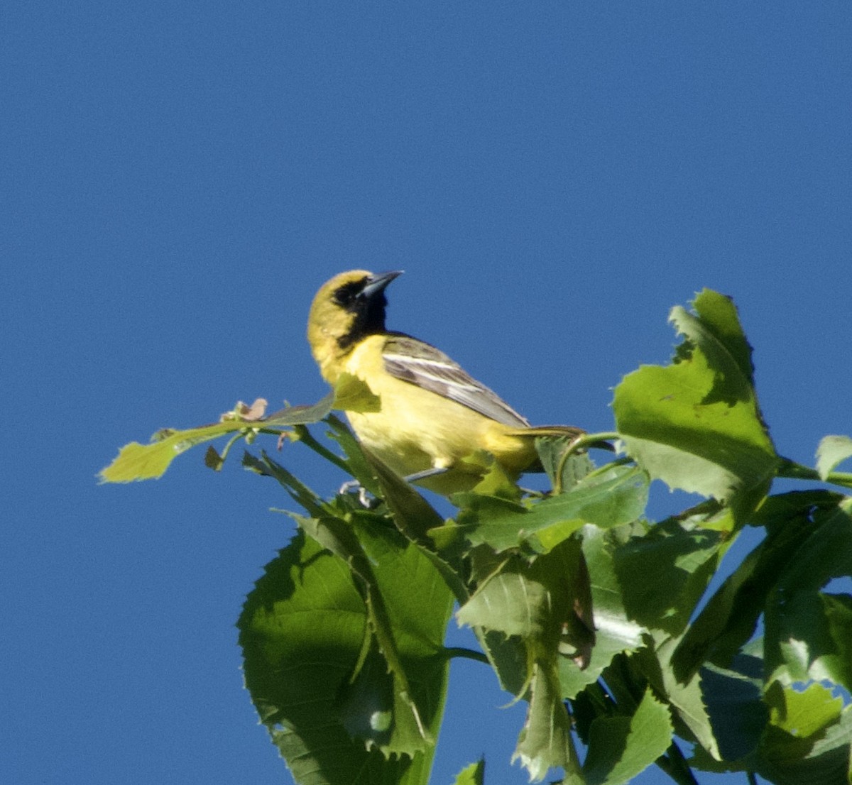 Orchard Oriole - ML619841443
