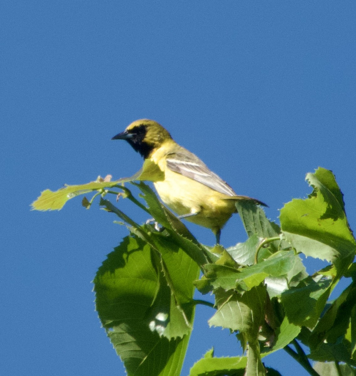 Orchard Oriole - ML619841444