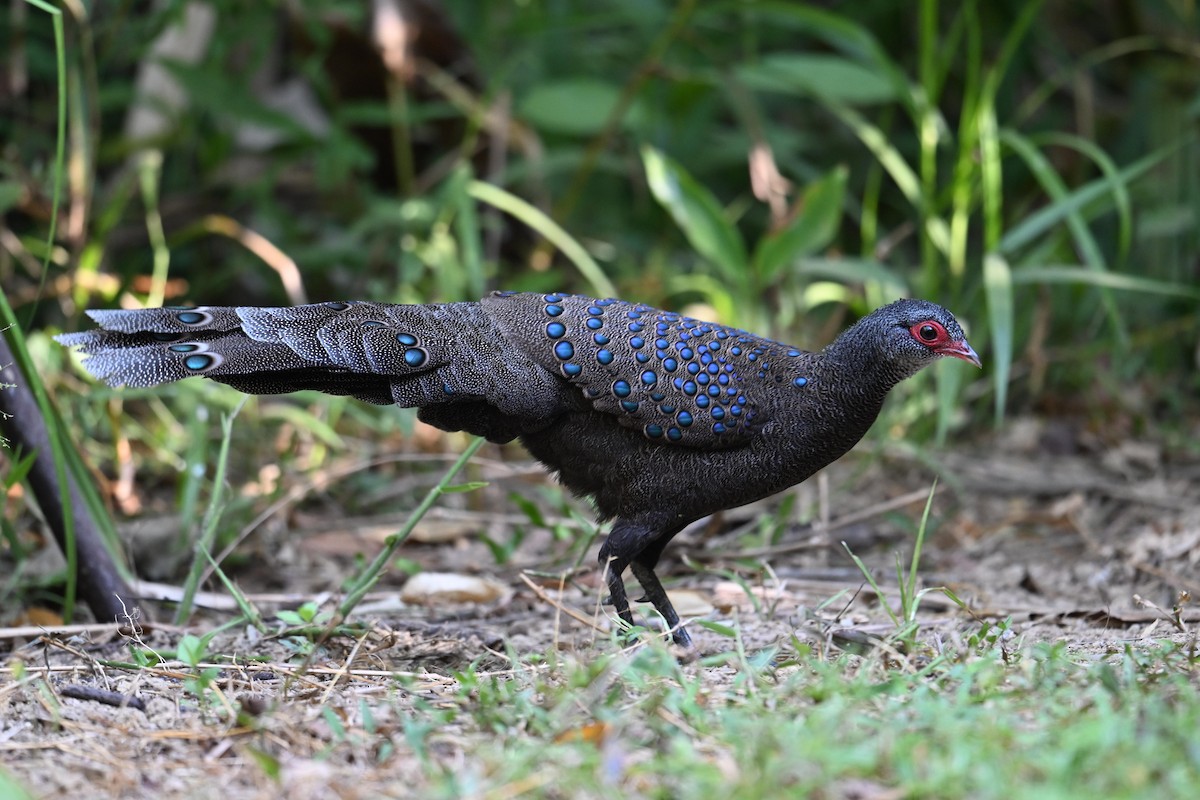 Germain's Peacock-Pheasant - ML619841459