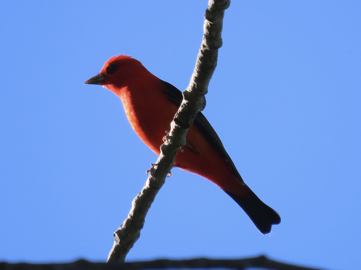Scarlet Tanager - ML619841461