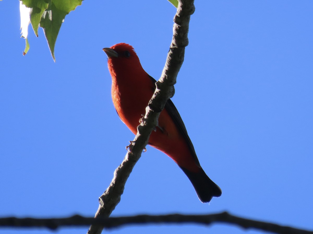 Scarlet Tanager - ML619841462