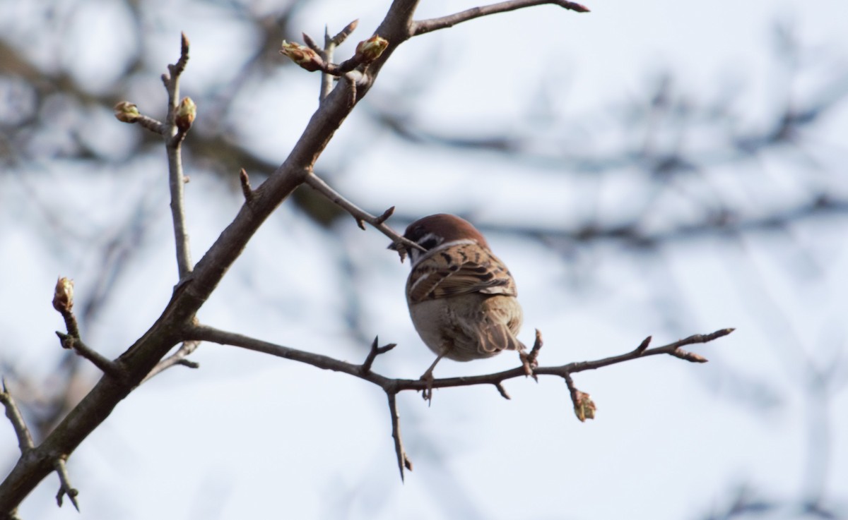Eurasian Tree Sparrow - ML619841464