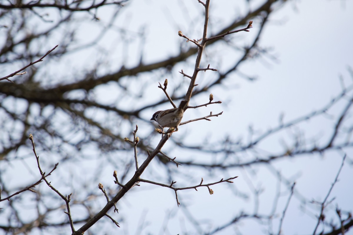 Eurasian Tree Sparrow - ML619841465