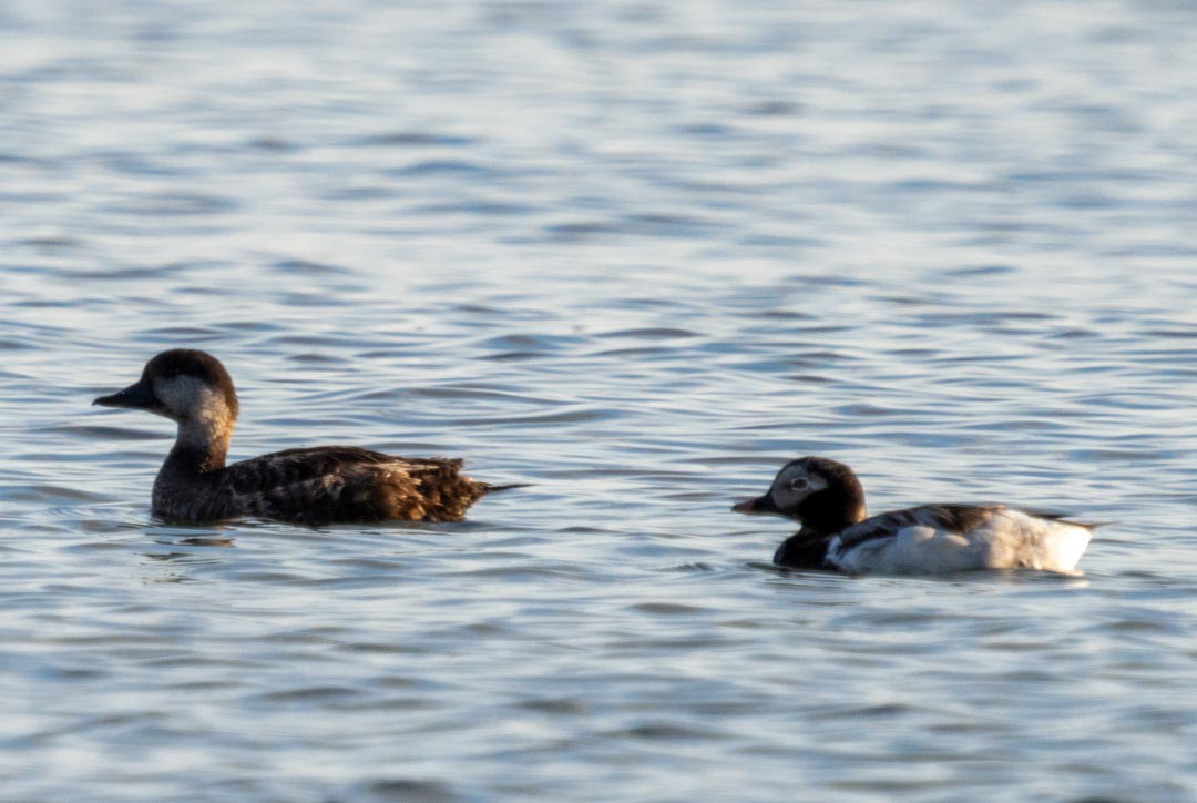 Long-tailed Duck - ML619841467
