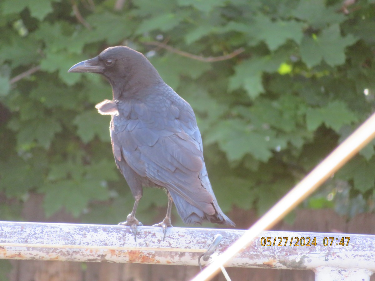 American Crow - ML619841476