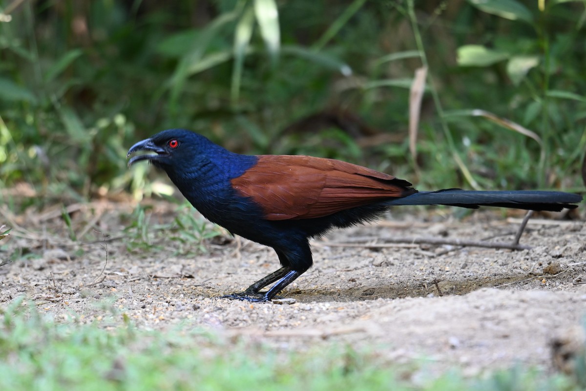 Greater Coucal - ML619841487