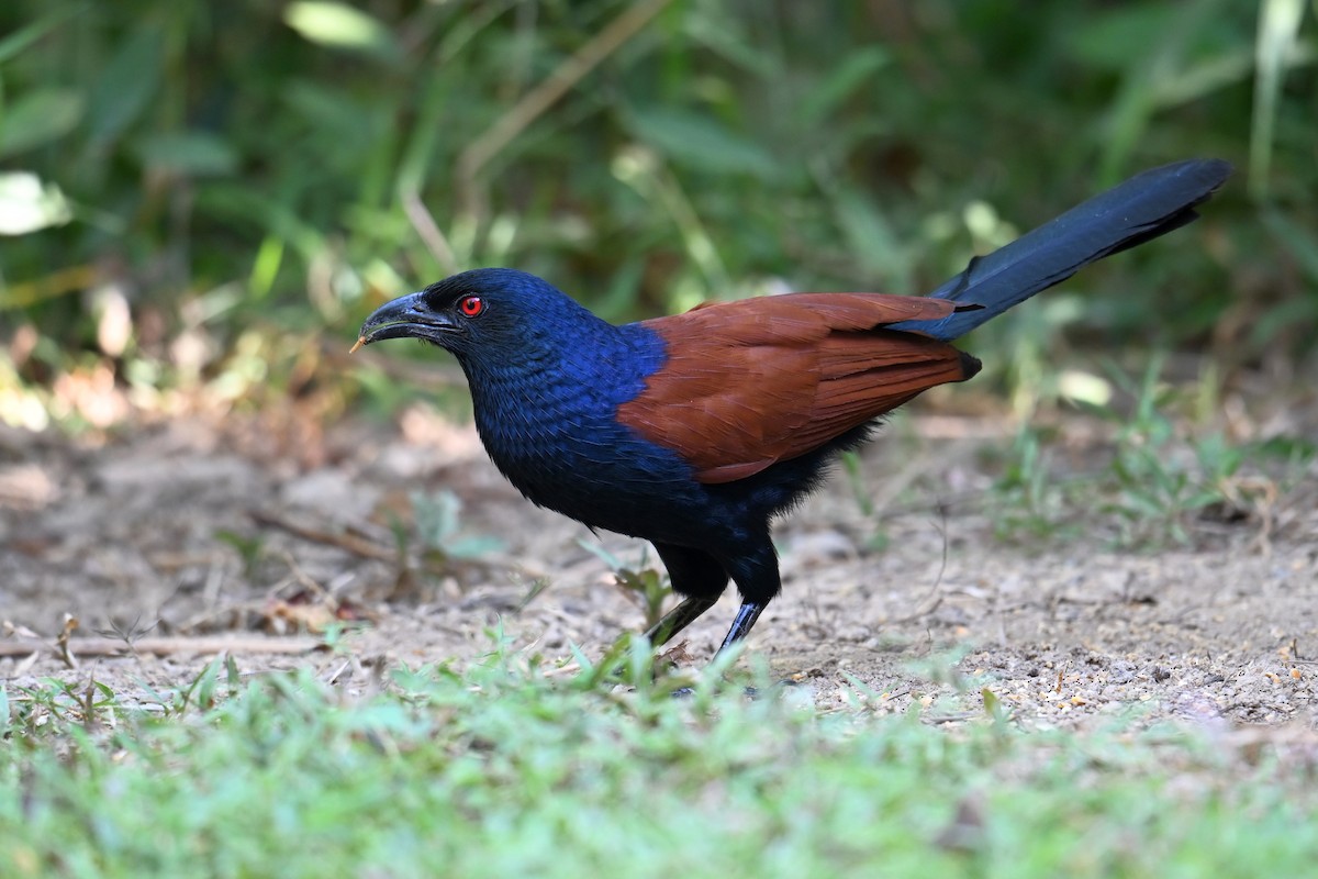 Greater Coucal - ML619841491