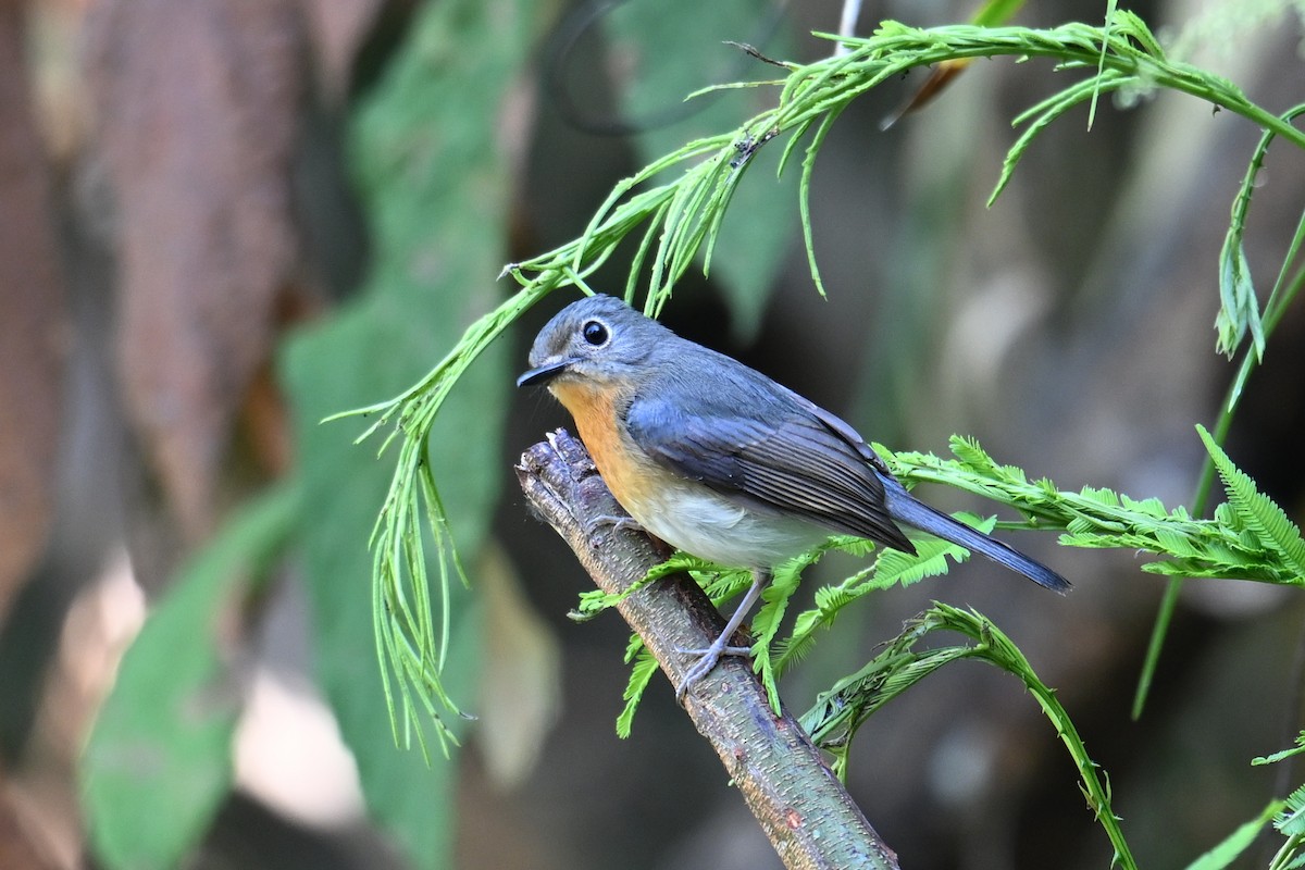 Indochinese Blue Flycatcher - ML619841494