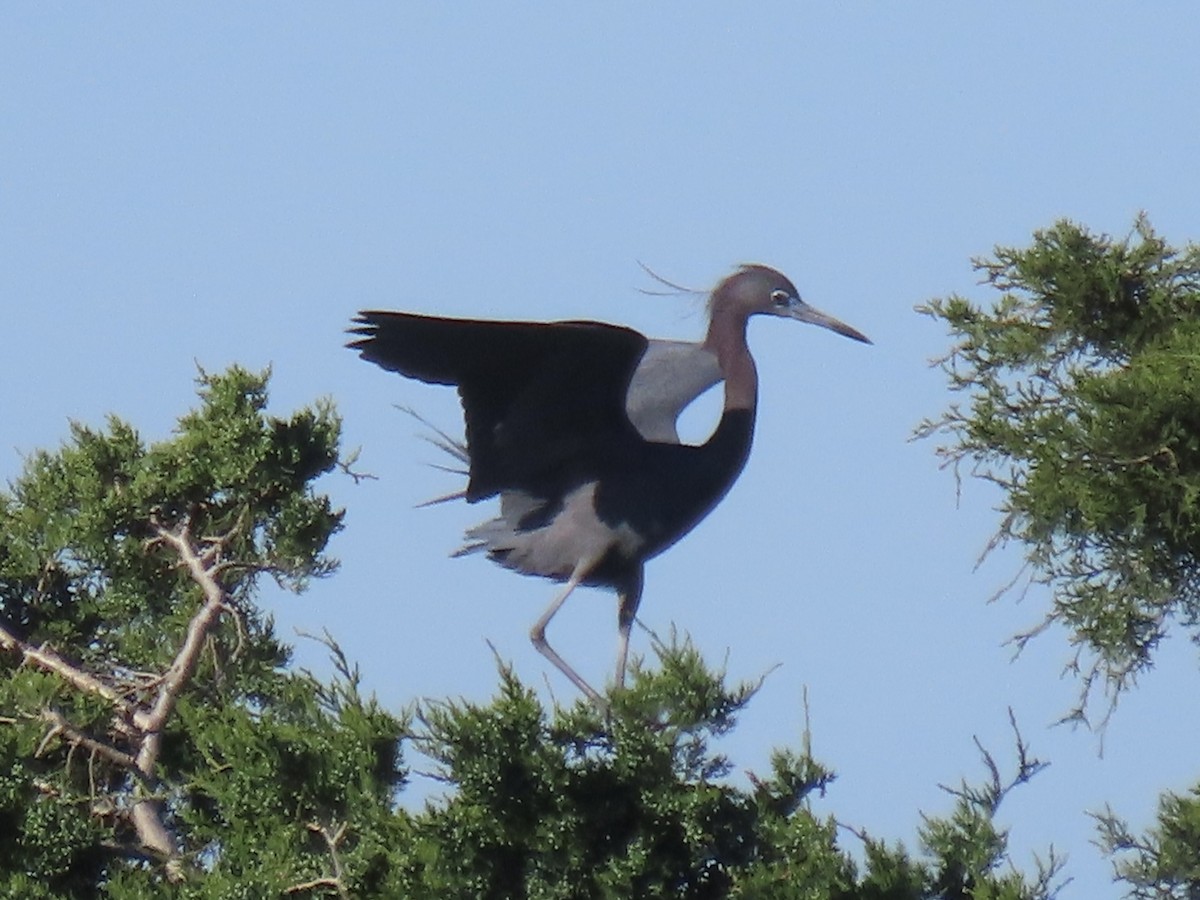 Little Blue Heron - ML619841495