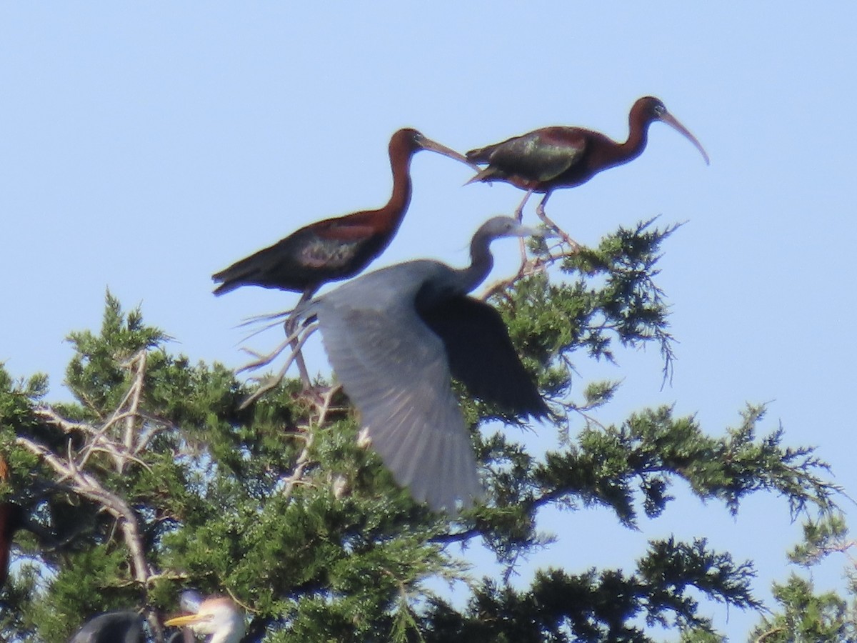 Little Blue Heron - ML619841496