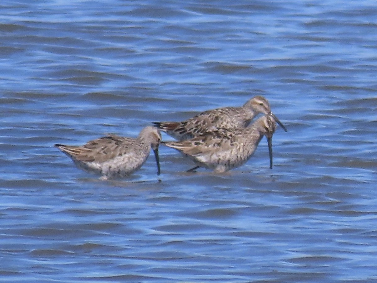 Stilt Sandpiper - ML619841510
