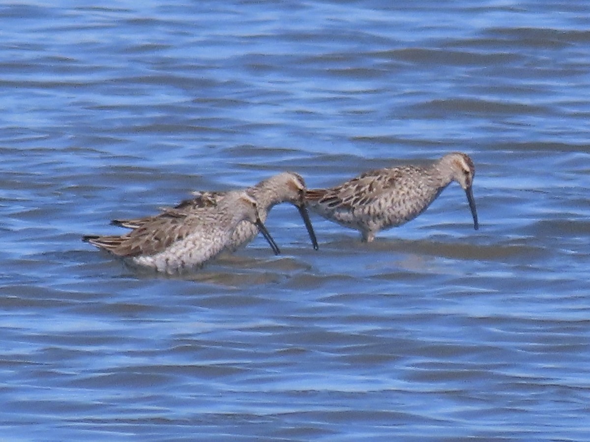 Stilt Sandpiper - ML619841511