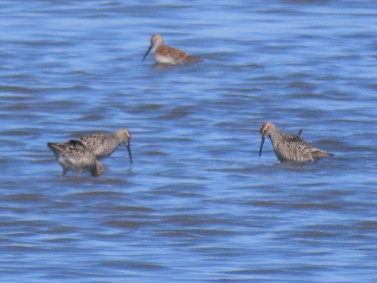 Stilt Sandpiper - ML619841512