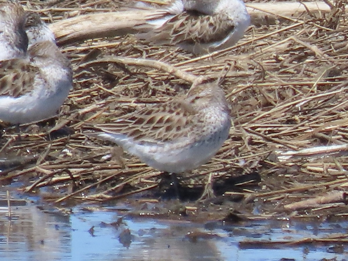 Weißbürzel-Strandläufer - ML619841514