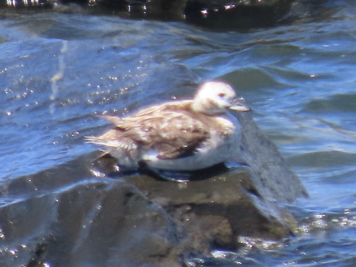 Long-tailed Duck - ML619841525