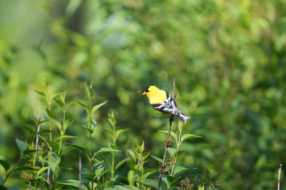 American Goldfinch - ML619841531