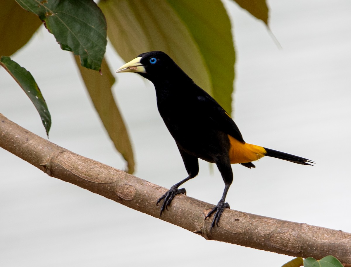 Yellow-rumped Cacique - ML619841549