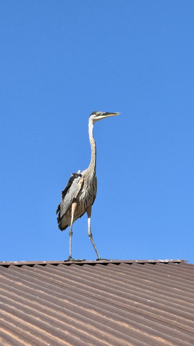 Great Blue Heron - ML619841556