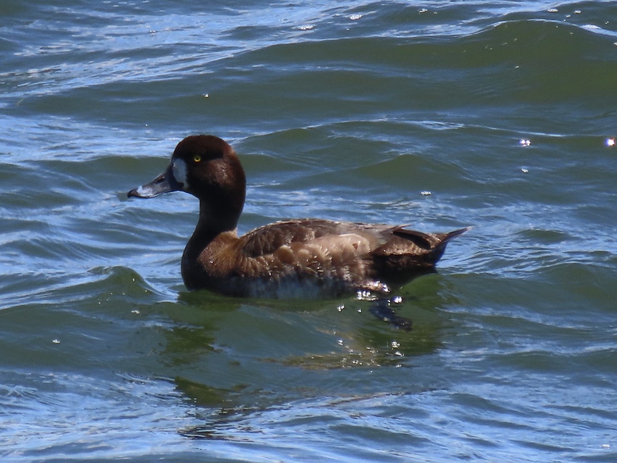 Lesser Scaup - ML619841565