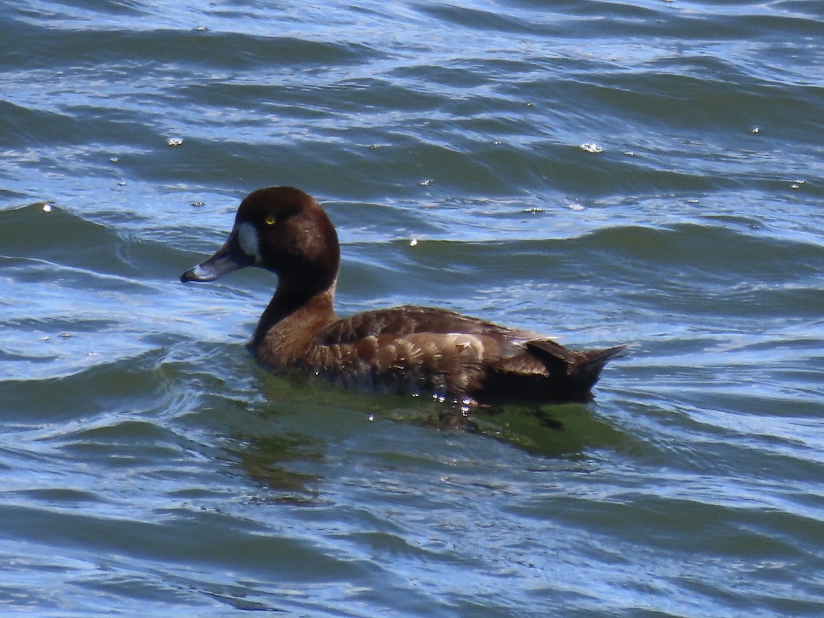 Lesser Scaup - ML619841566