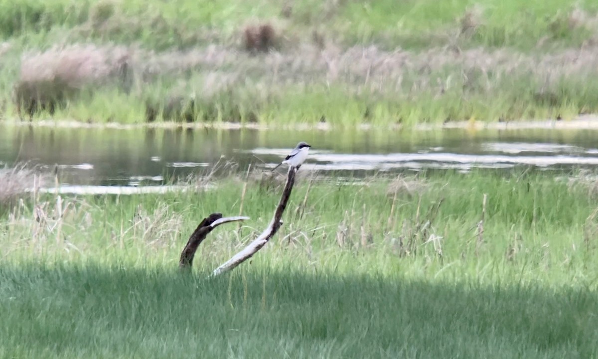 Loggerhead Shrike - ML619841573