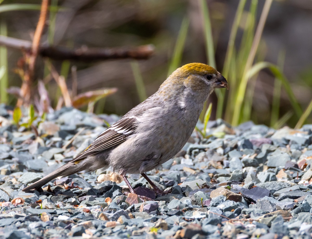 Pine Grosbeak - ML619841579