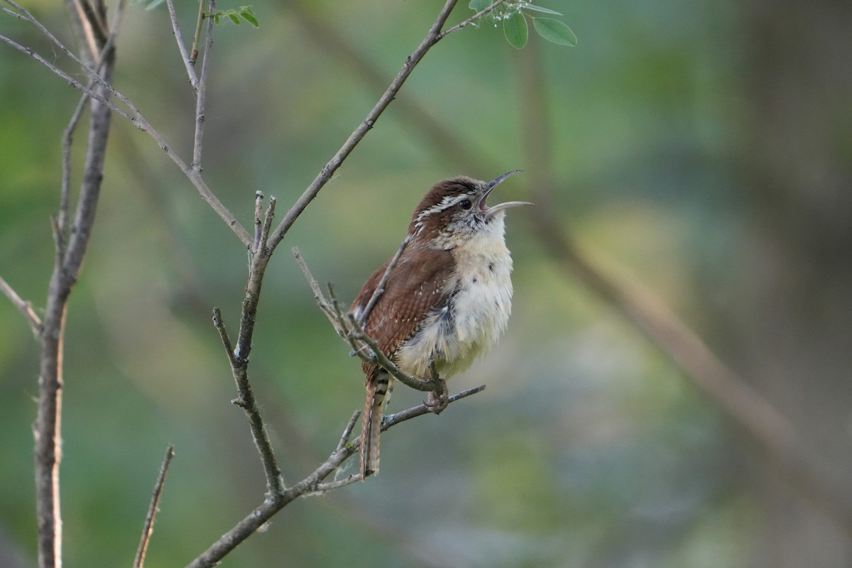 Carolina Wren - ML619841581