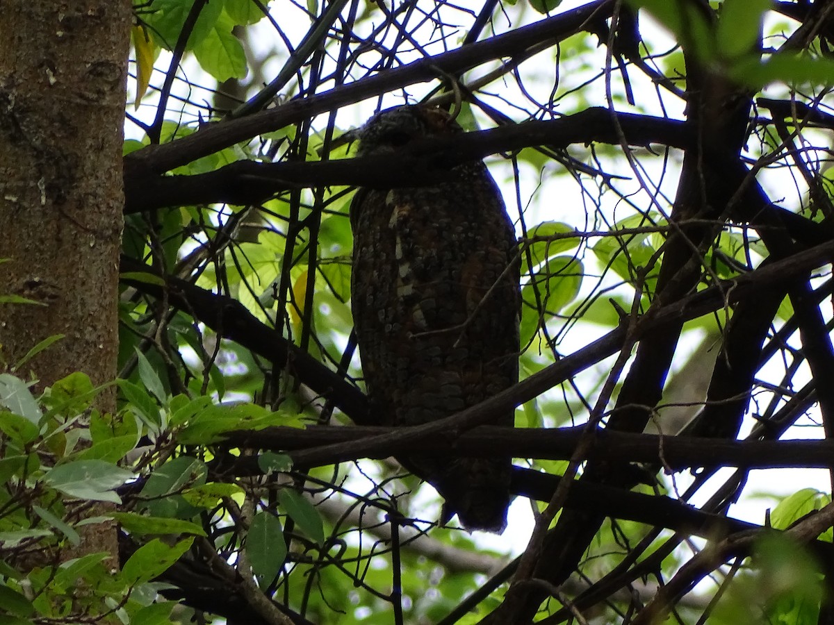 Mottled Wood-Owl - ML619841589