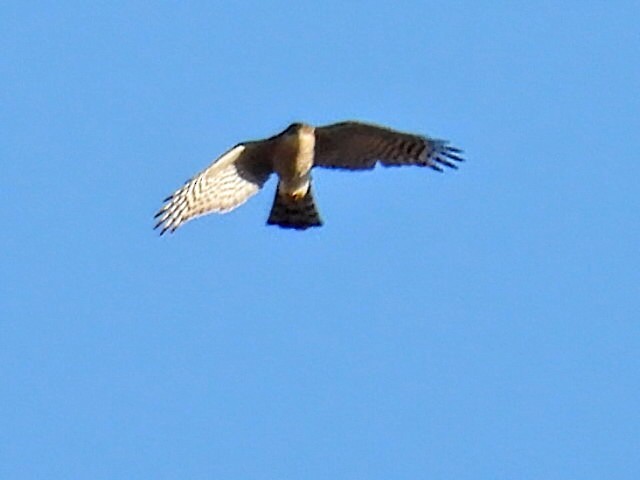 Eurasian Sparrowhawk - ML619841590