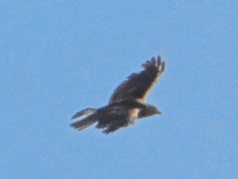 Red-tailed Hawk - ML619841591