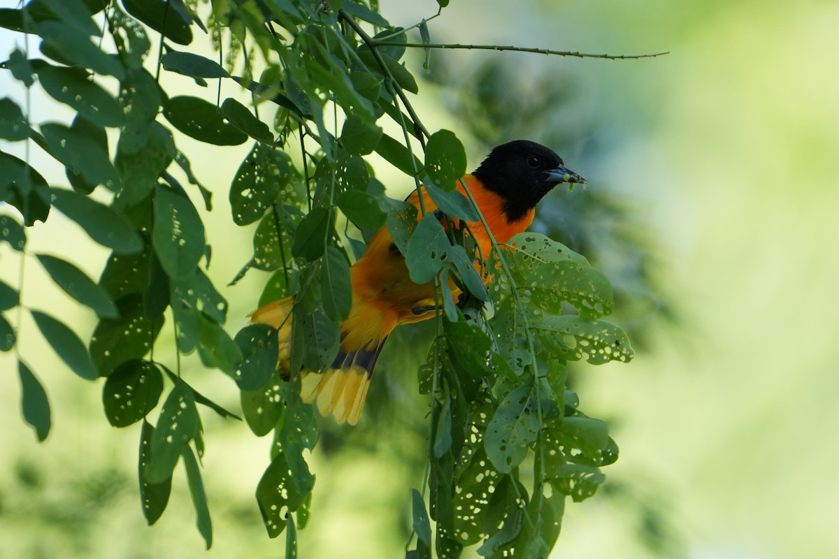 Oriole de Baltimore - ML619841592