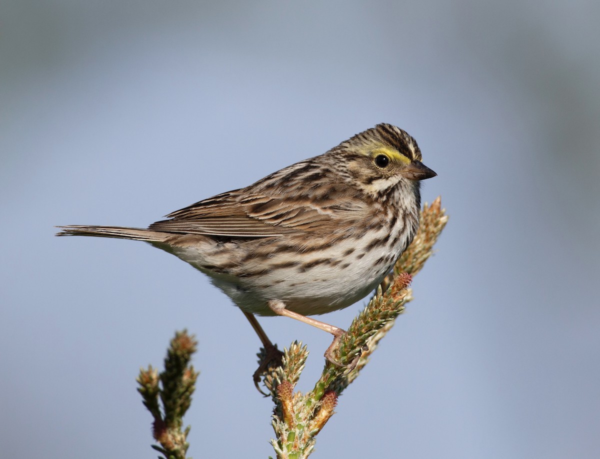 Savannah Sparrow (Savannah) - ML619841596