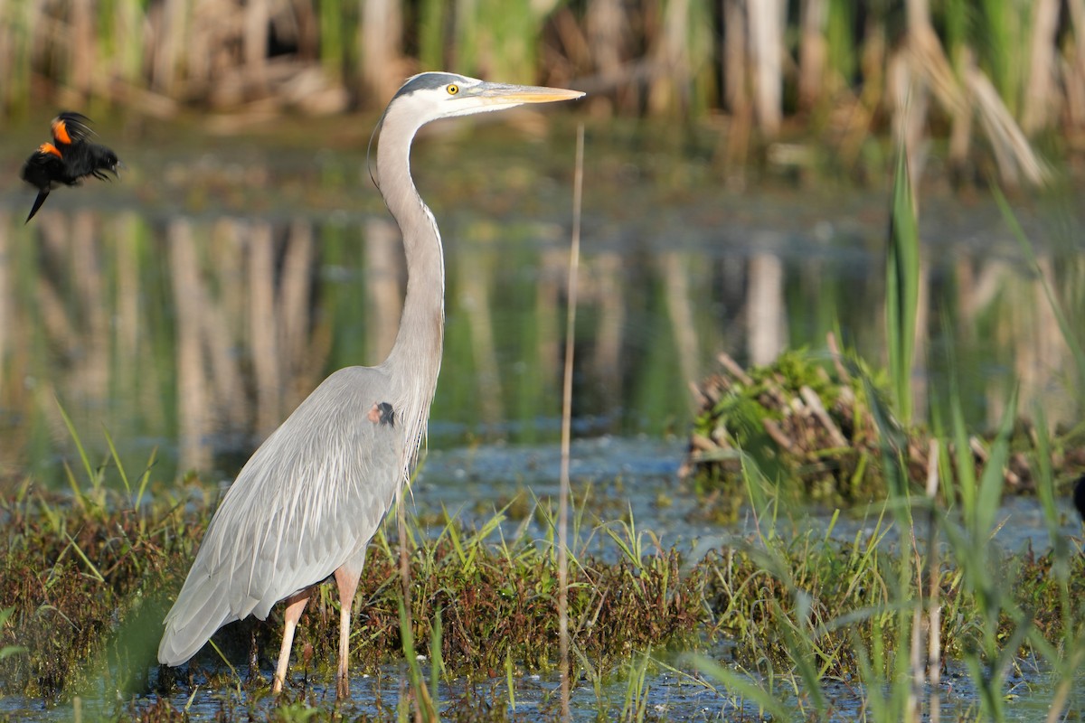 Great Blue Heron - ML619841609