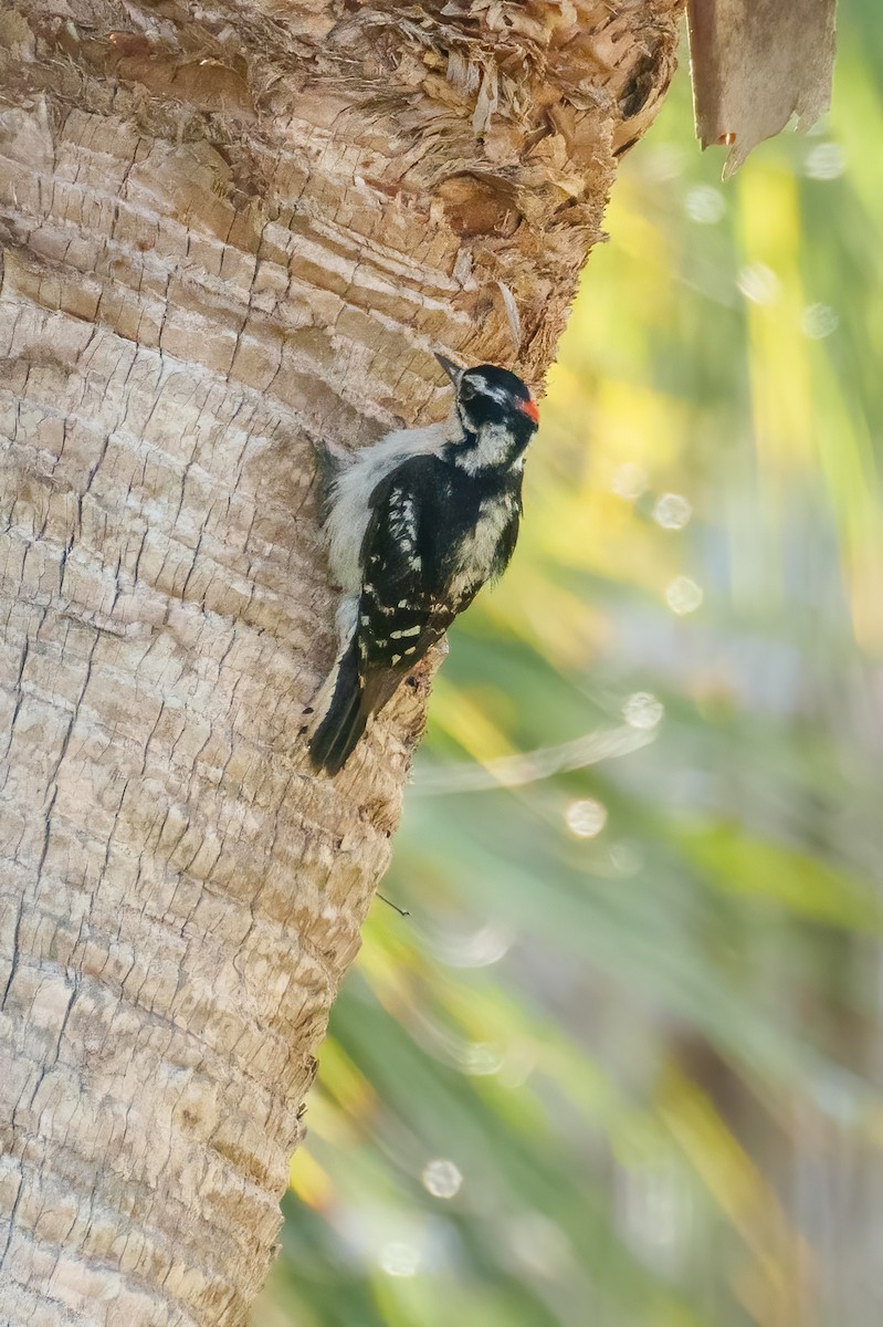 Downy Woodpecker - ML619841620