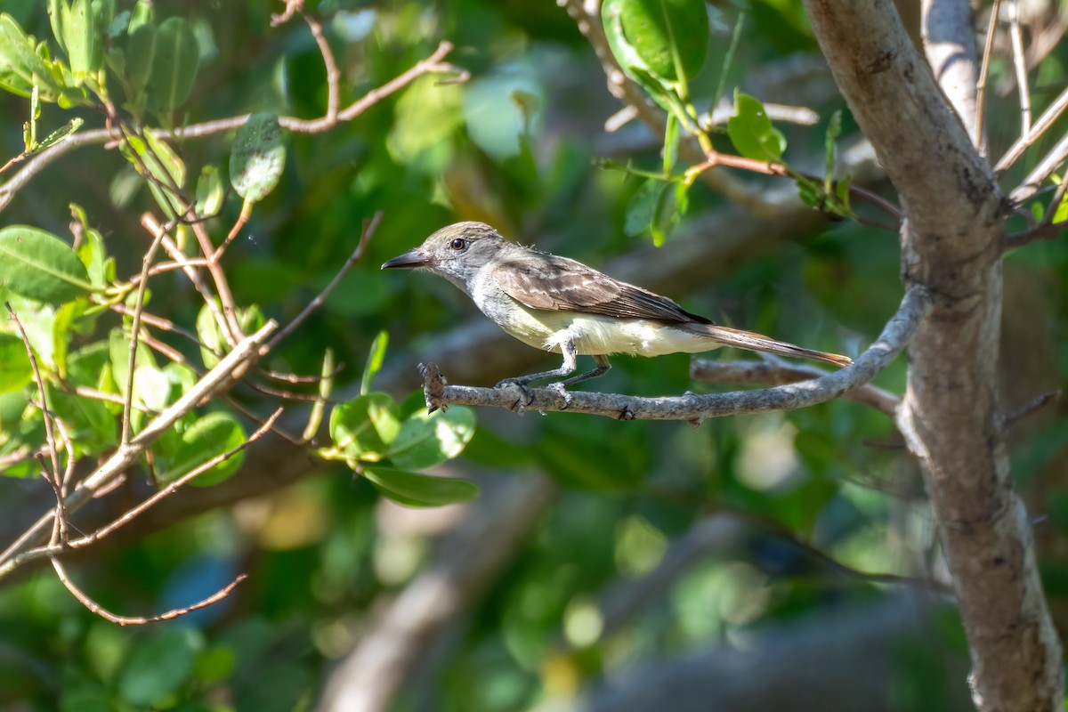 Great Crested Flycatcher - ML619841624