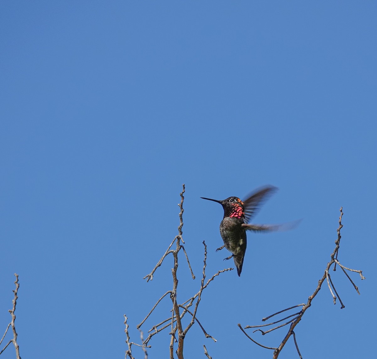 Anna's Hummingbird - Mark Otnes