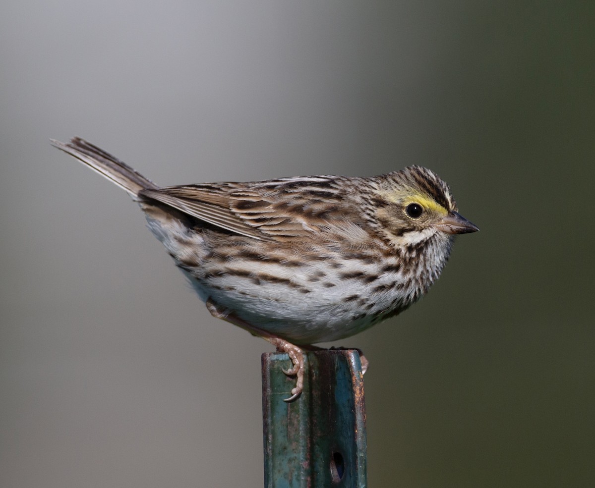 Savannah Sparrow (Savannah) - ML619841653