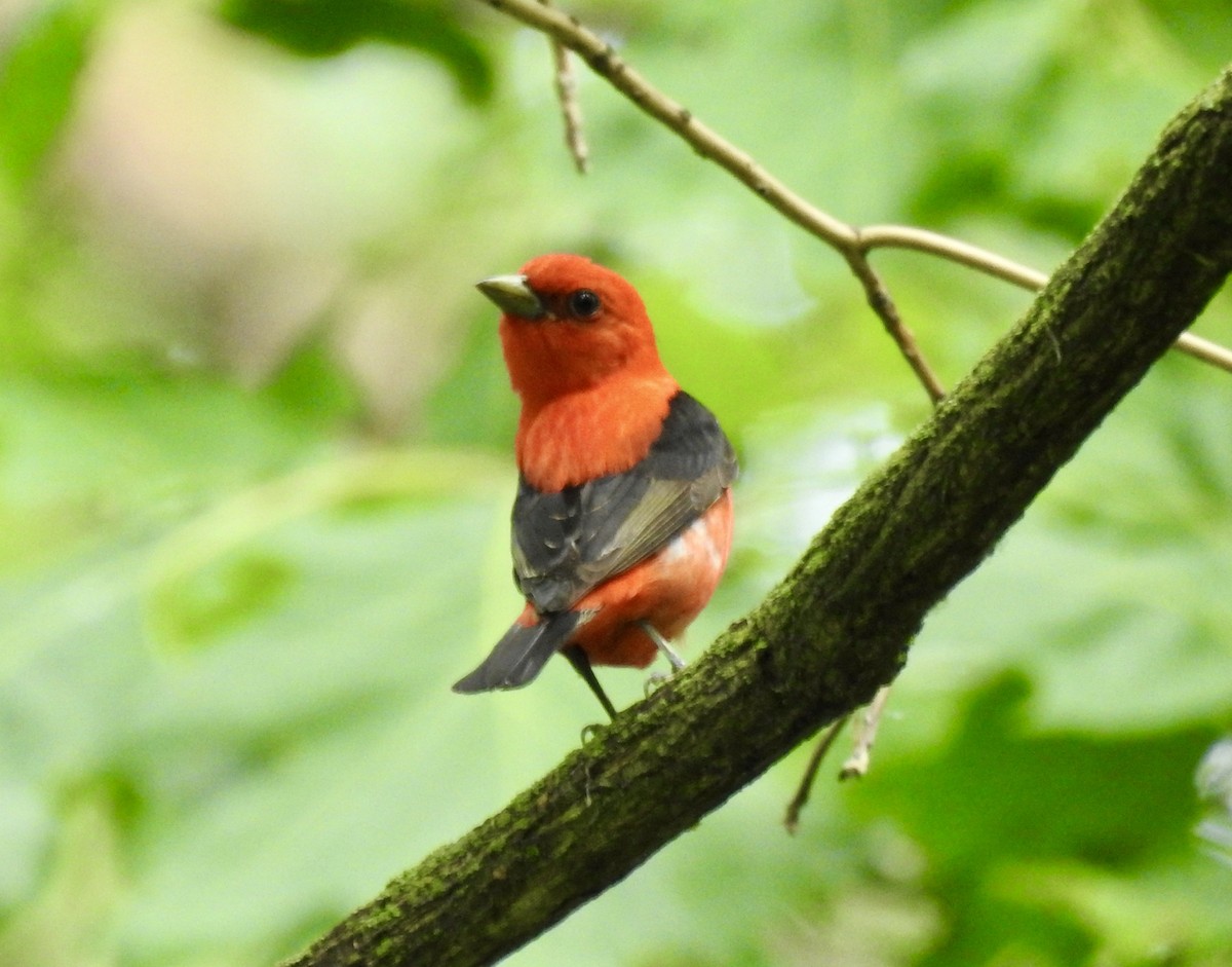 Scarlet Tanager - ML619841657