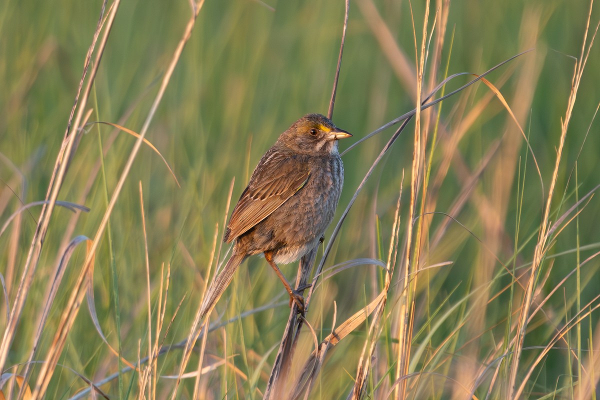 Seaside Sparrow (Atlantic) - ML619841666