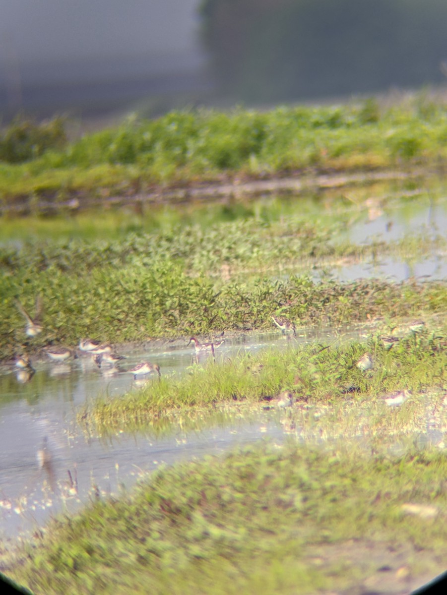 Red-necked Phalarope - ML619841679