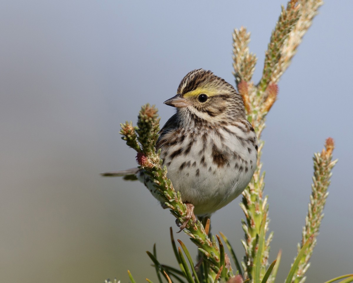 Savannah Sparrow (Savannah) - ML619841682