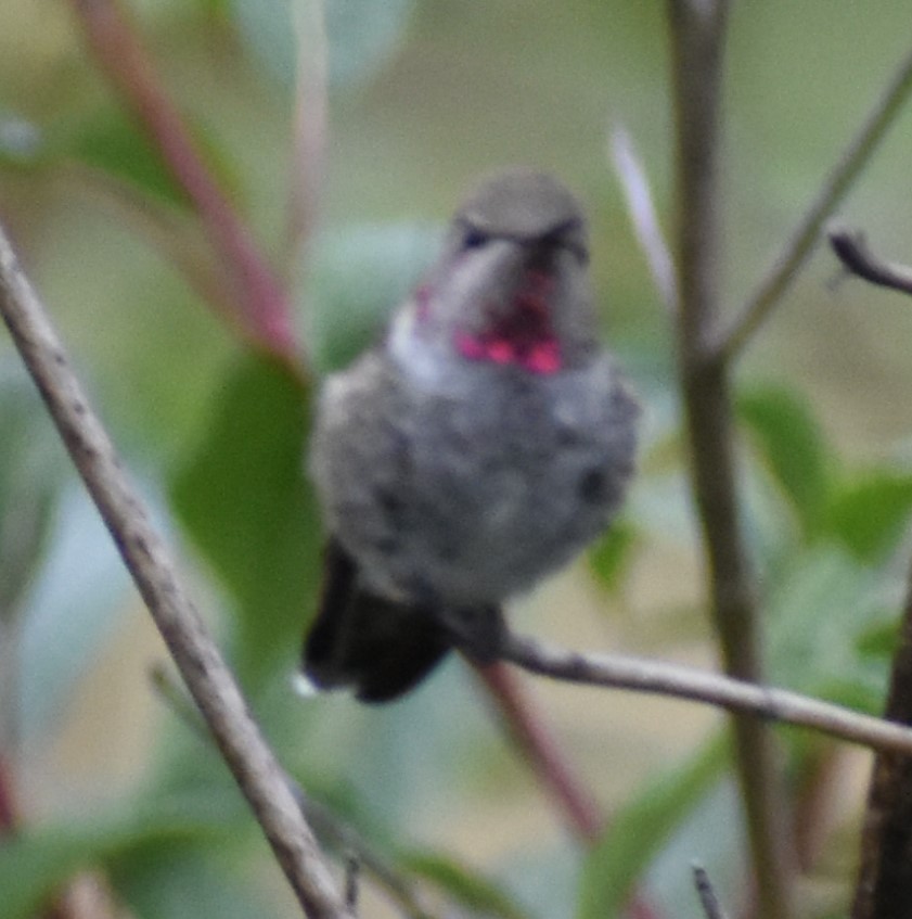 Anna's Hummingbird - ML619841691