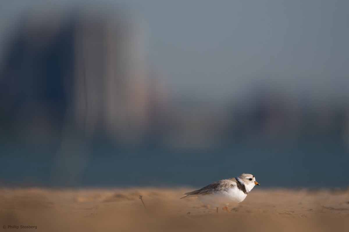 Piping Plover - ML619841693