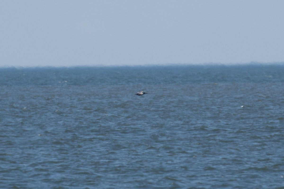 Brown Pelican (Atlantic) - ML619841709