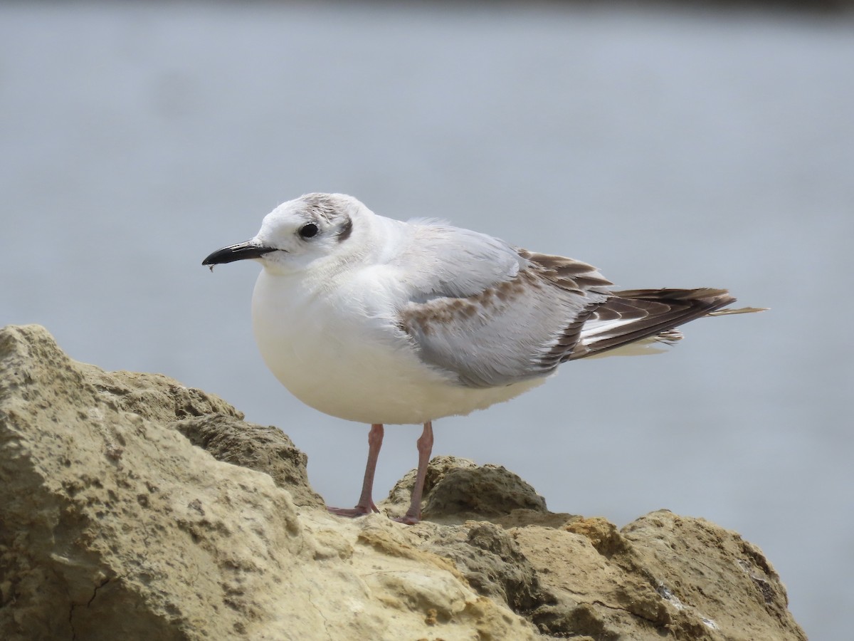 Bonaparte's Gull - Port of Baltimore