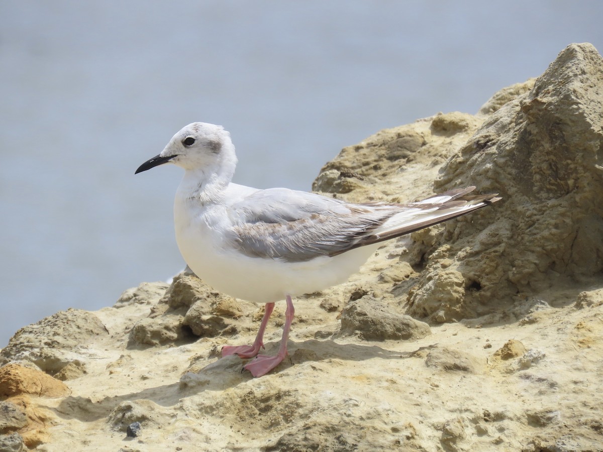 Bonaparte's Gull - ML619841733