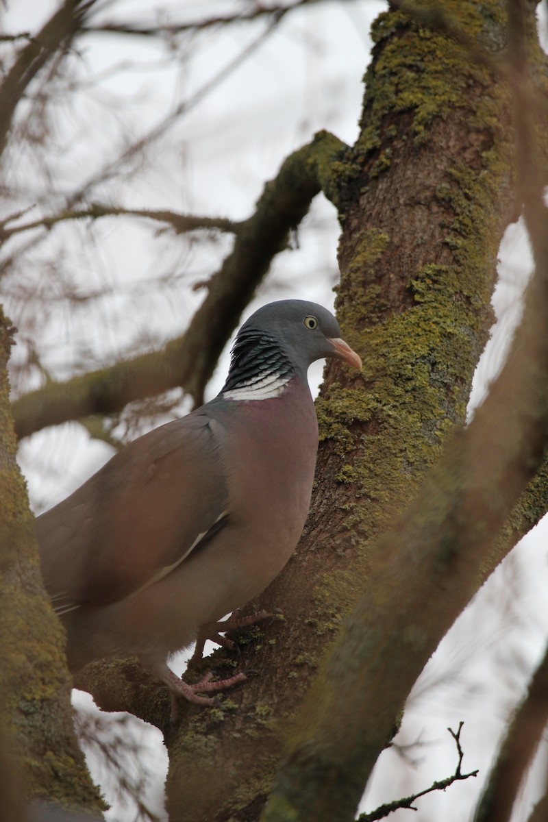 Common Wood-Pigeon - ML619841755